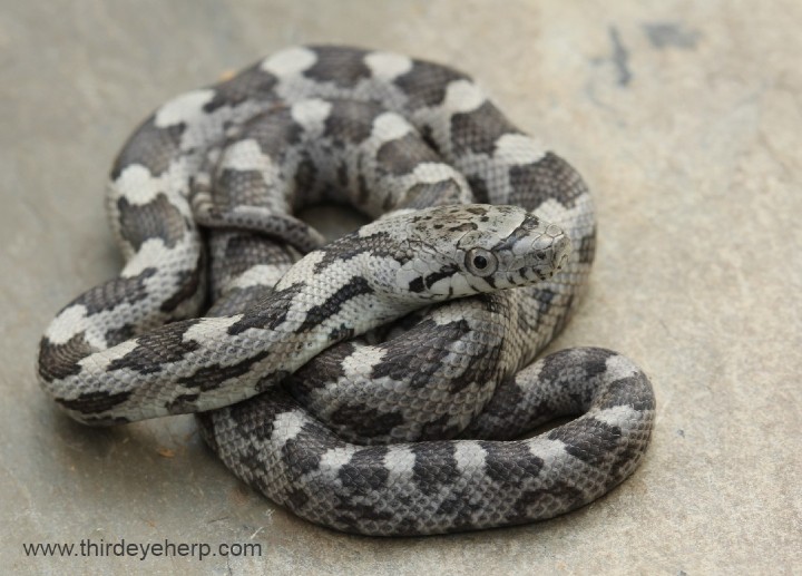 Gray Rat Snake